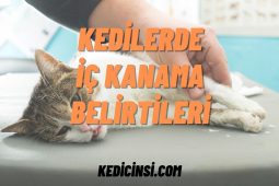 Kedilerde iç kanamanın belirtileri nelerdir? Kedilerde iç kanamanın belirtileri nelerdir?