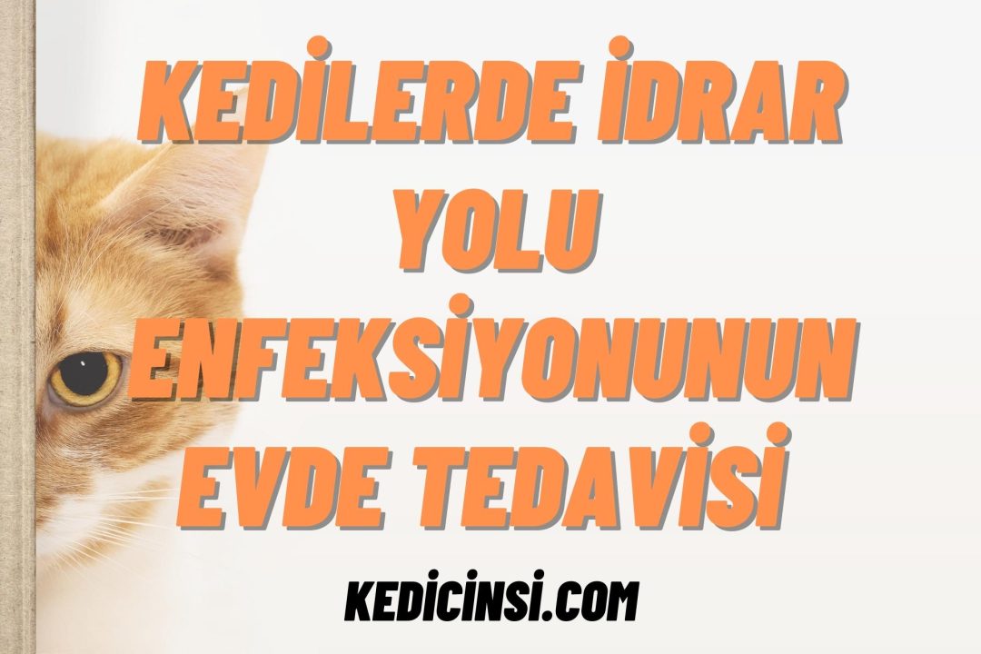 Kedilerde İdrar Yolu Enfeksiyonunun Evde Tedavisi Nasıl Yapılır?