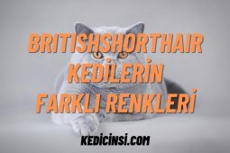 British Shorthair Kedilerinin Farklı Renkleri British Shorthair Kedilerinin Farklı Renkleri