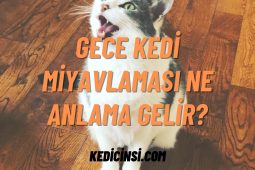 Gece Kedi Miyavlaması Ne Anlama Gelir? Gece Kedi Miyavlaması Ne Anlama Gelir?