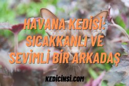 Havana Kedisi: Sıcakkanlı ve Sevimli Bir Arkadaş Havana Kedisi: Sıcakkanlı ve Sevimli Bir Arkadaş
