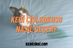 Kedi Çişi Kokusu Nasıl Geçer? Kedi Çişi Kokusu Nasıl Geçer?