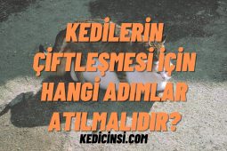 Kedilerin Çiftleşmesi İçin Hangi Adımlar Atılmalıdır? Kedilerin Çiftleşmesi İçin Hangi Adımlar Atılmalıdır?