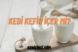 Kedi Kefir İçer mi? Kefirin Kediler İçin Faydaları ve Riskleri Kedi Kefir İçer mi? Kefirin Kediler İçin Faydaları ve Riskleri