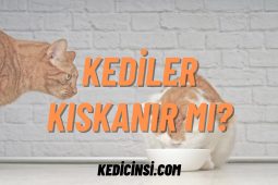 Kediler Kıskanır Mı? Tüylü Dostlarımızın Gizli Duygularını Keşfetmek Kediler Kıskanır Mı?