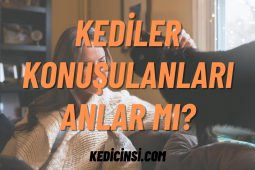 Kediler Konuşulanları Anlar Mı? Merak Edilenler ve Bilimsel Gerçekler Kediler Konuşulanları Anlar Mı? Merak Edilenler ve Bilimsel Gerçekler