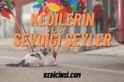 Kedilerin Sevdiği Şeyler: Tüylü Dostlarımızın Favori Aktiviteleri ve Zevkleri Kedilerin Sevdiği Şeyler: Tüylü Dostlarımızın Favori Aktiviteleri ve Zevkleri