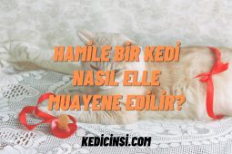 Hamile bir kedi nasıl elle muayene edilir? Hamile bir kedi nasıl elle muayene edilir?