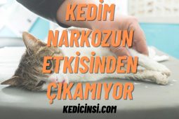 Kedim Narkozun Etkisinden Çıkamıyor: Bilinmesi Gerekenler Kedim Narkozun Etkisinden Çıkamıyor: Bilinmesi Gerekenler