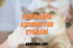 Kedi Karma Aşısının Yan Etkileri Kedi Karma Aşısının Yan Etkileri