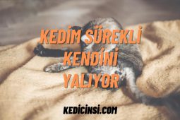 Kedim Sürekli Kendini Yalıyor: Anlamaya ve Yardımcı Olmaya Çalışalım Kedim Sürekli Kendini Yalıyor: Anlamaya ve Yardımcı Olmaya Çalışalım