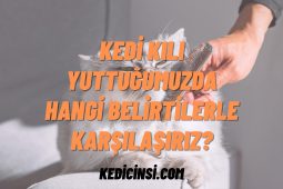 Kedi Kılı Yuttuğumuzda Hangi Belirtilerle Karşılaşırız? Kedi Kılı Yuttuğumuzda Hangi Belirtilerle Karşılaşırız?