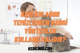 Kedi Kulağını Temizlerken Hangi Yöntemler Kullanılmalıdır? Kedi Kulağını Temizlerken Hangi Yöntemler Kullanılmalıdır?