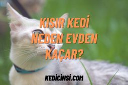 Kısır Kedi Neden Evden Kaçar? Sebepleri ve Önlemler Kısır Kedi Neden Evden Kaçar? Sebepleri ve Önlemler