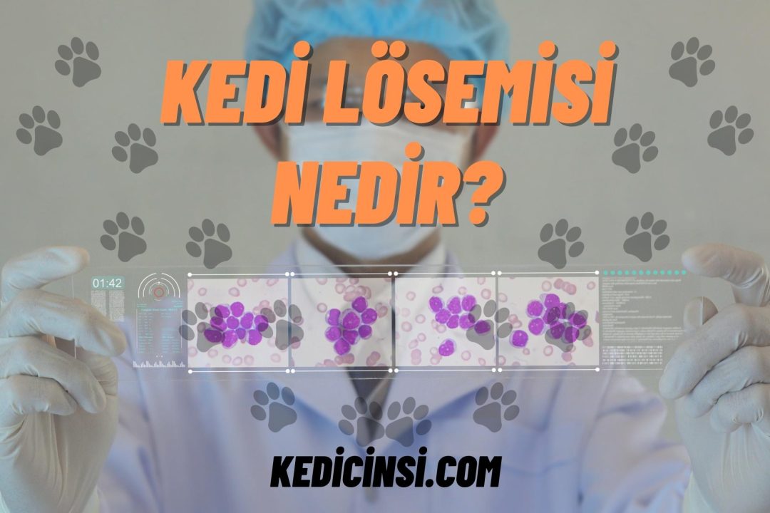 Kedi Lösemisi Nedir?