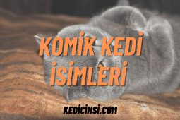 Komik Kedi İsimleri Türk: Kedilerinize Mizah Katın Komik Kedi İsimleri Türk: Kedilerinize Mizah Katın
