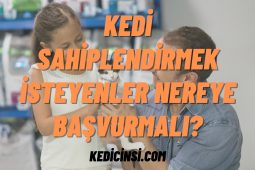 Kedi Sahiplendirmek İsteyenler Nereye Başvurmalı? Kedi Sahiplendirmek İsteyenler Nereye Başvurmalı?