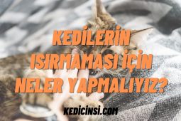 Kedilerin ısırmaması için neler yapmalıyız? Kedilerin ısırmaması için neler yapmalıyız?