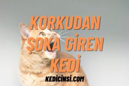 Korkudan Şoka Giren Kedi: Sebepleri, Belirtileri ve Çözümleri Korkudan Şoka Giren Kedi: Sebepleri, Belirtileri ve Çözümleri