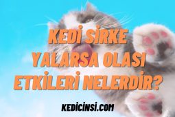 Kedi Sirke Yalarsa Olası Etkileri Nelerdir? Kedi Sirke Yalarsa Olası Etkileri Nelerdir?