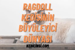 Ragdoll Kedisinin Büyüleyici Dünyası: Bu Eşsiz Irkı Yakından Tanıyın! Ragdoll Kedisinin Büyüleyici Dünyası: Bu Eşsiz Irkı Yakından Tanıyın!