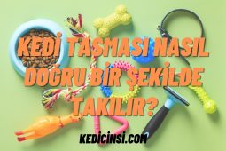 Kedi Tasması Nasıl Doğru Bir Şekilde Takılır? Kedi Tasması Nasıl Doğru Bir Şekilde Takılır?