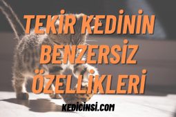 Tekir Kedinin Benzersiz Özellikleri: Bu Sevimli Dostu Tanıyalım Tekir Kedinin Benzersiz Özellikleri: Bu Sevimli Dostu Tanıyalım