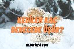 Kediler Kaç Derecede Üşür? Kediler Kaç Derecede Üşür?