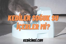 Kediler Soğuk Su İçerler Mi? Kediler Soğuk Su İçerler Mi?