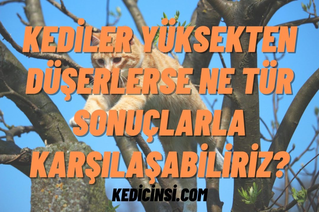 Kediler yüksekten düşerlerse ne tür sonuçlarla karşılaşabiliriz?