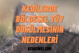 Kedilerde bölgesel tüy dökülmesinin nedenleri nelerdir? Kedilerde bölgesel tüy dökülmesinin nedenleri nelerdir?