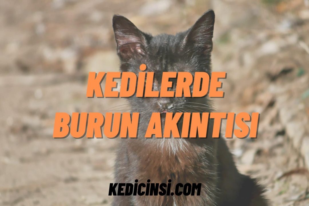 Kedilerde burun akıntısının sebepleri nelerdir?