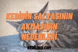 Kedinin Salyasının Akmasının Nedenleri Nelerdir? Kedinin Salyasının Akmasının Nedenleri Nelerdir?