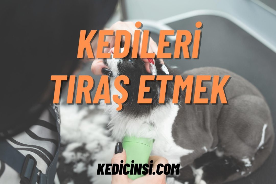Kedileri Tıraş Etmek