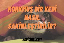 Korkmuş bir kedi nasıl sakinleştirilir? Korkmuş bir kedi nasıl sakinleştirilir?