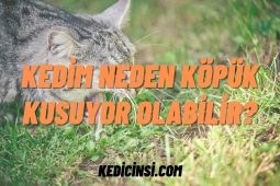 Kedim Neden Köpük Kusuyor Olabilir? Kedim Neden Köpük Kusuyor Olabilir?