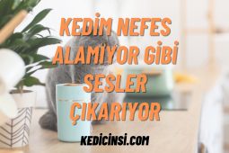 Kedim Nefes Alamıyor Gibi Sesler Çıkarıyor: Nedenleri ve Çözüm Yolları Kedim Nefes Alamıyor Gibi Sesler Çıkarıyor: Nedenleri ve Çözüm Yolları