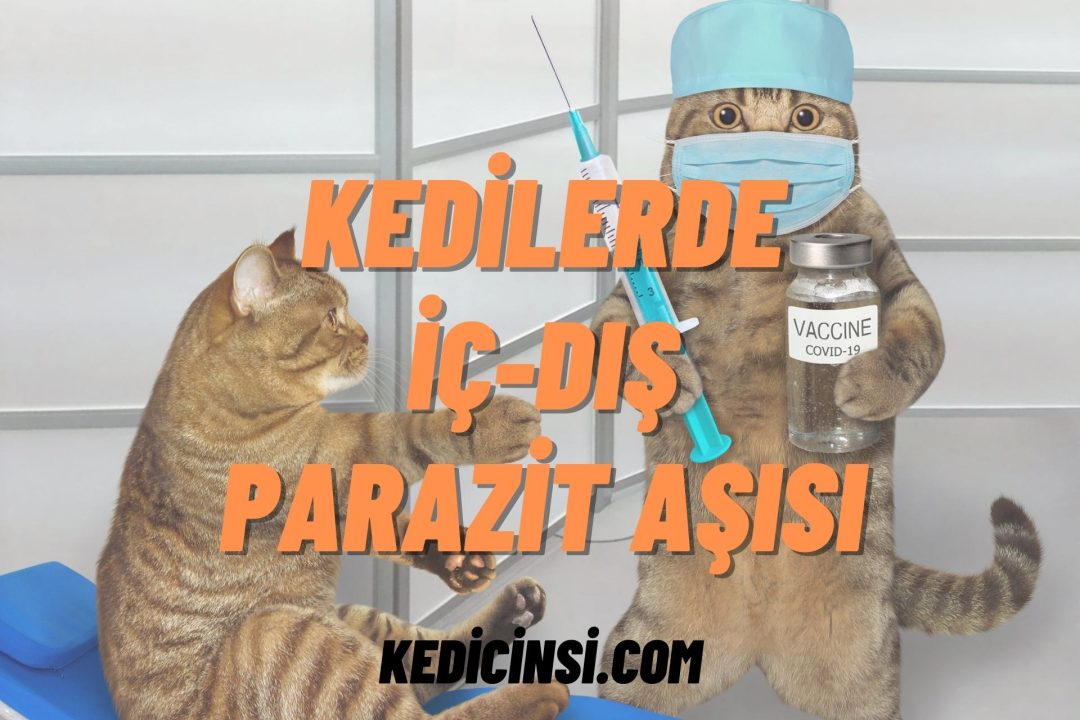 Kedilerde iç-dış parazit aşısı kaç ayda bir yapılmalıdır?