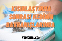 Kısırlaştırma Sonrası Kedinin Davranışlarında Hangi Değişiklikler Gözlemlenebilir? Kısırlaştırma Sonrası Kedinin Davranışlarında Hangi Değişiklikler Gözlemlenebilir?