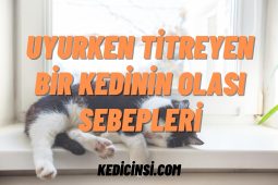 Uyurken Titreyen Bir Kedinin Olası Sebepleri Nelerdir? Uyurken Titreyen Bir Kedinin Olası Sebepleri Nelerdir?
