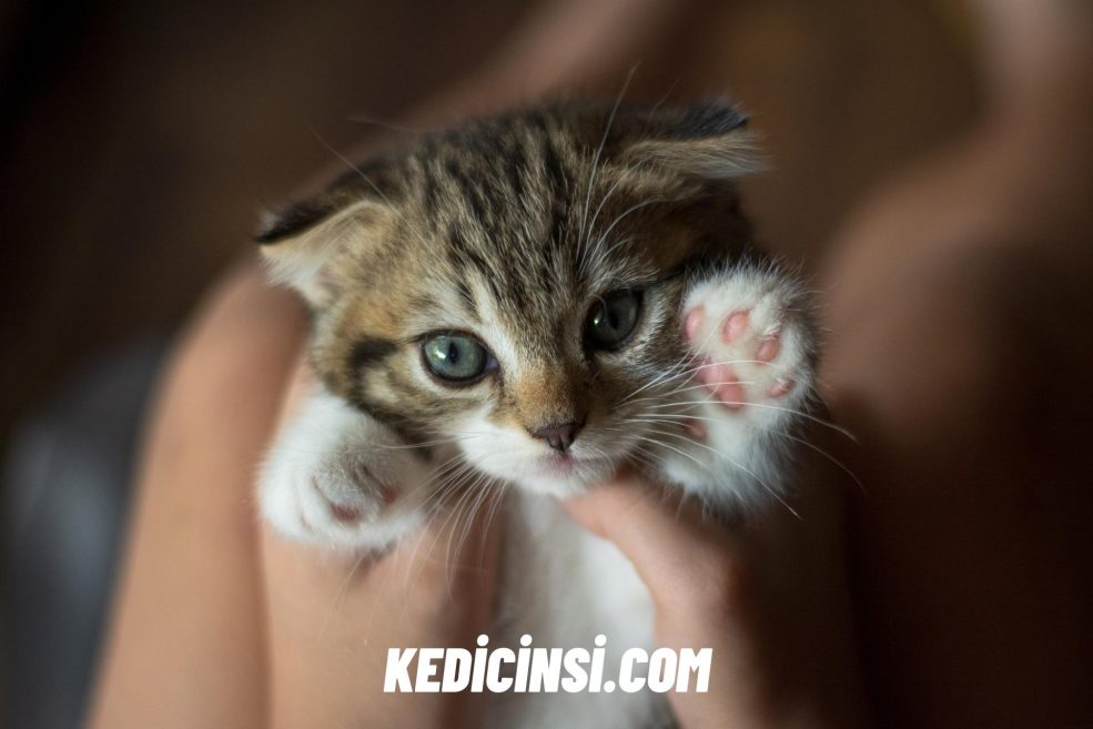Yavru Bir Kedi Cinsiyeti Anatomik Farklılıklar